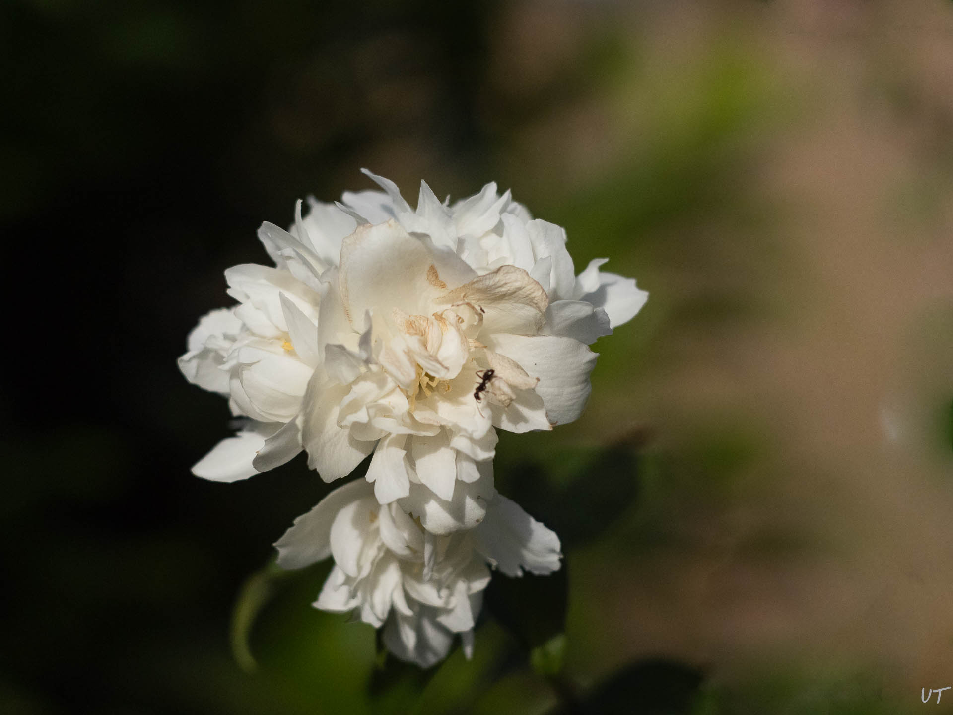 Jasmin
