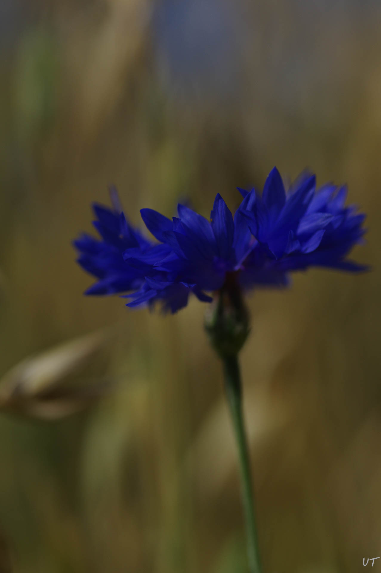 Kornblume