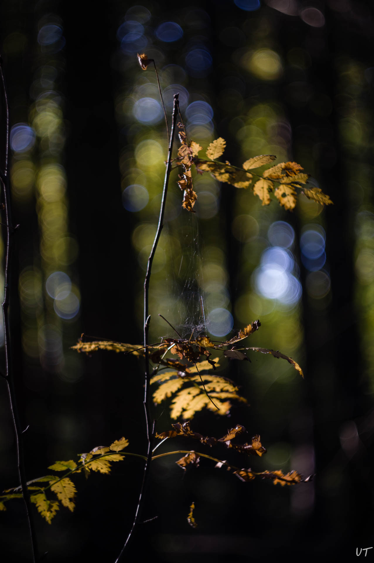 Herbst
