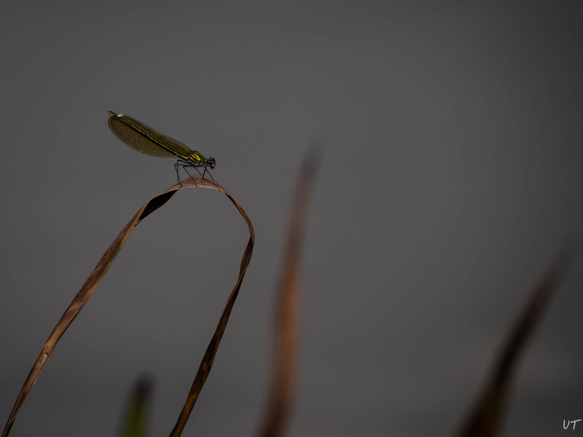 Libelle