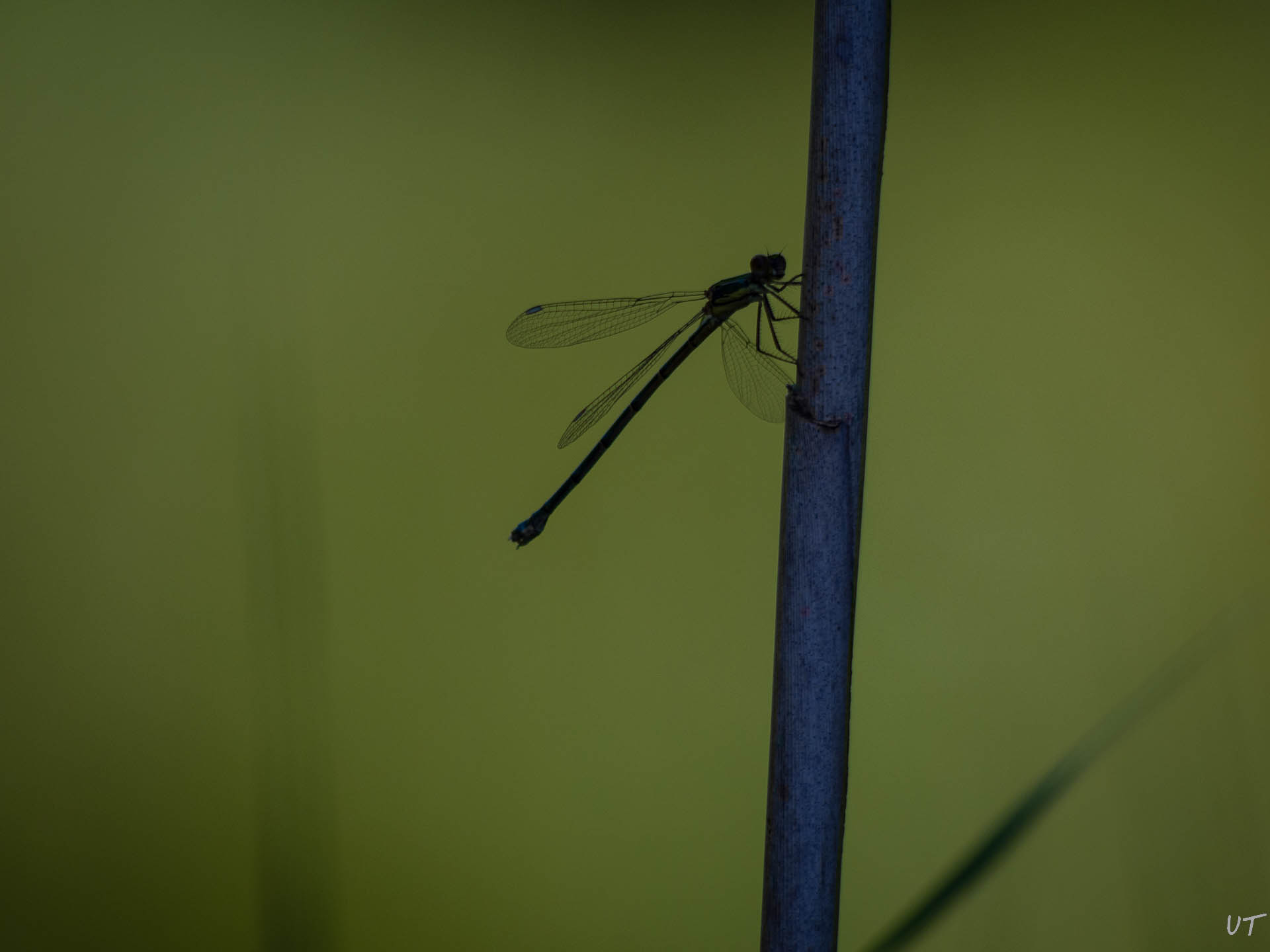 Libelle