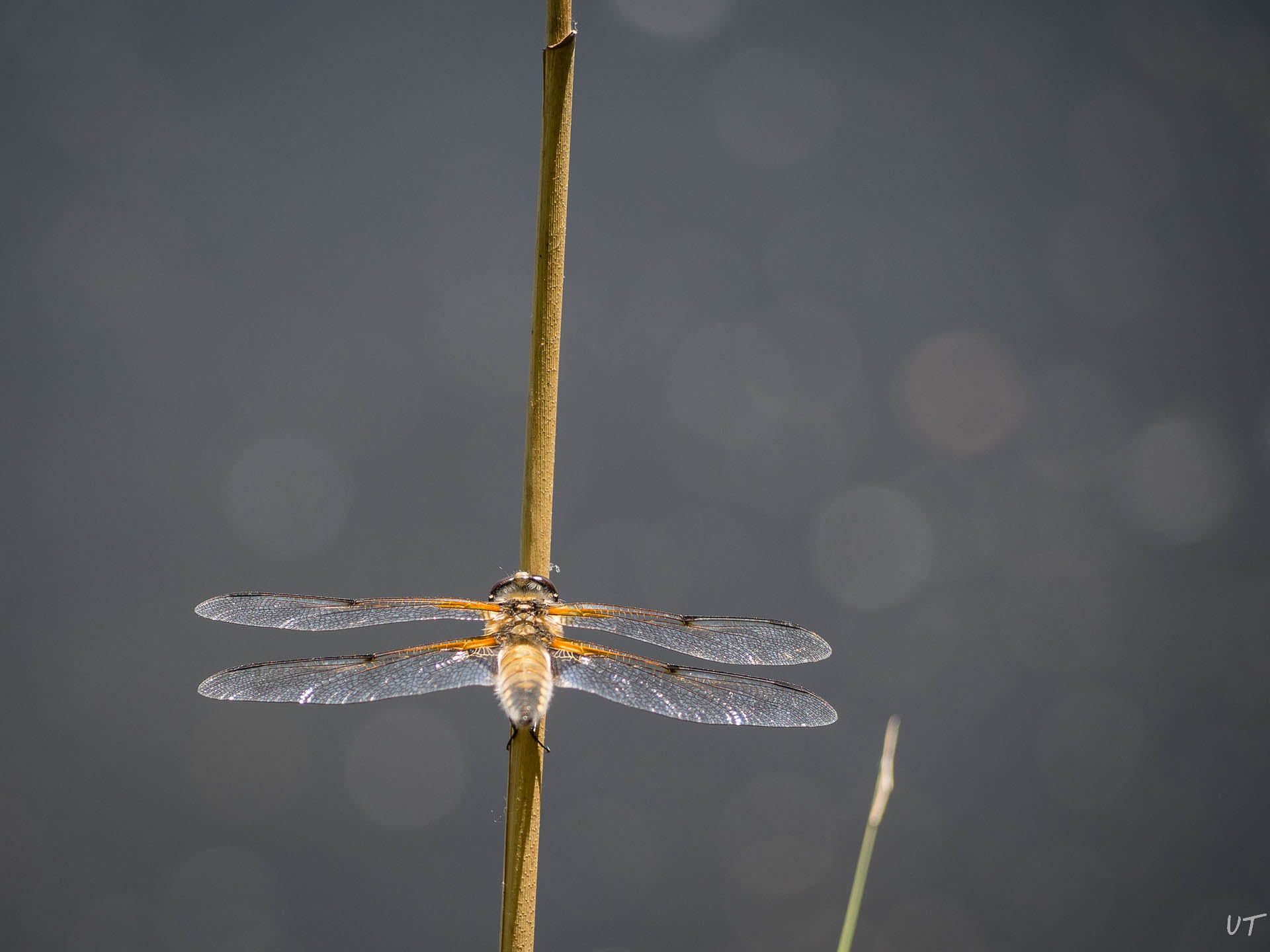 Libelle