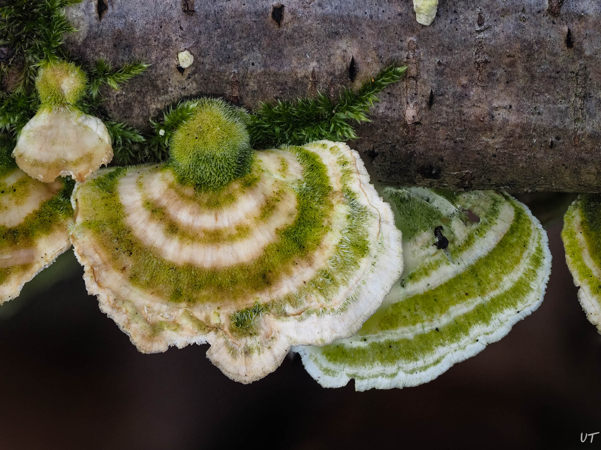 Striegeliger Schichtpilz