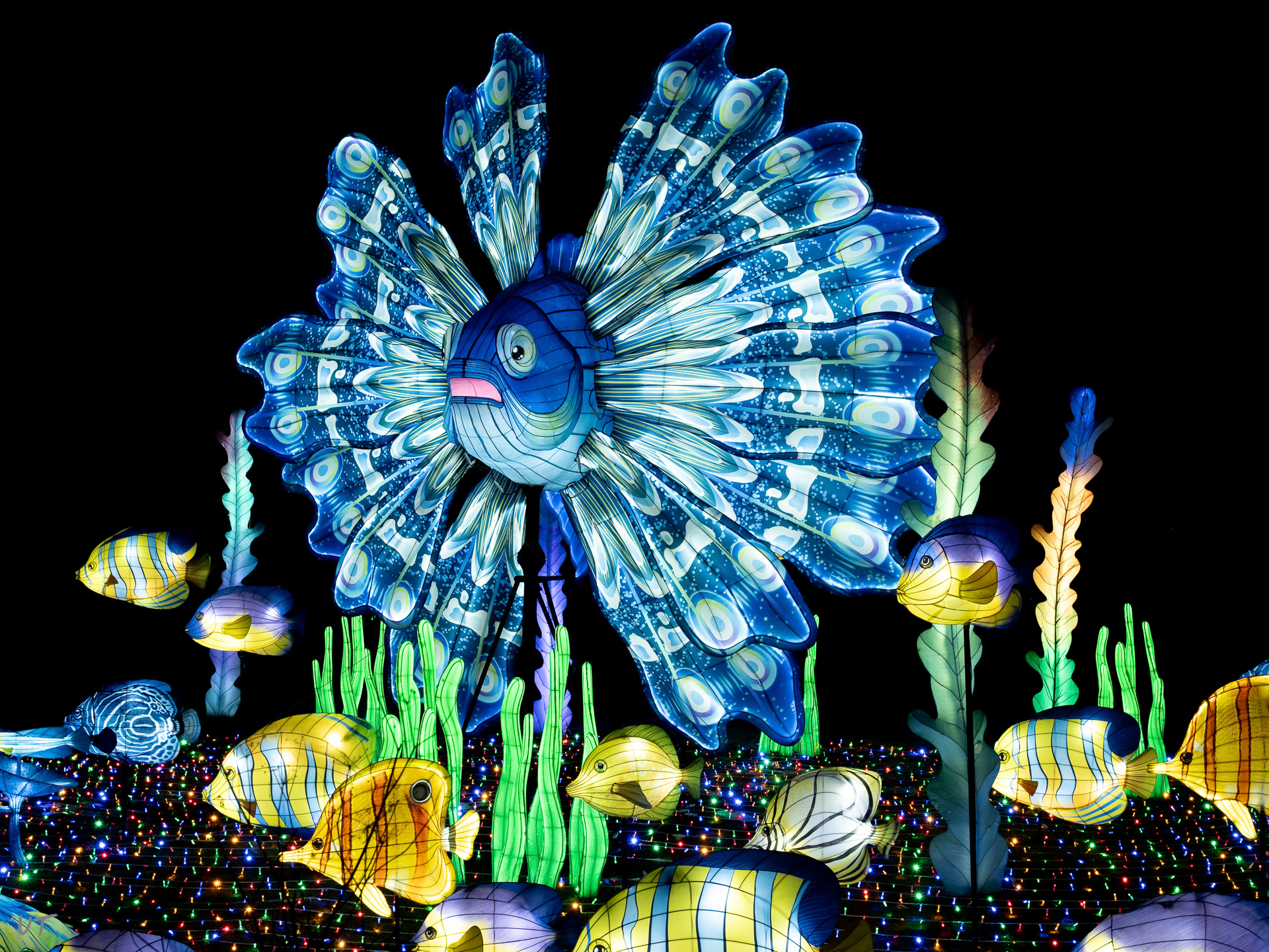 Feuerfisch